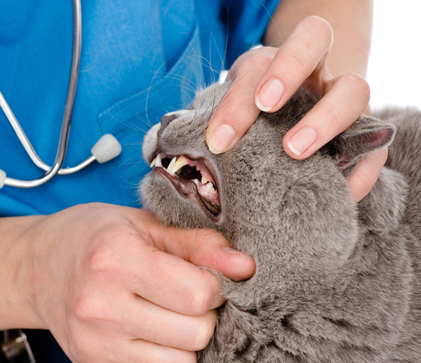 Veterinary Assistant Training Vet Assistant School
