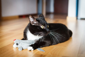 Catnip-filled toys can increase a cat's instinctual prey (and play) drive. Photo credit: dzika_mrowka/iStock