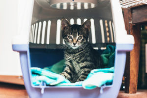 Cat Carrier Cat Carrier