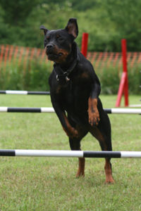 Dog Sport Dog Sport