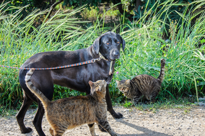 Dog Chasing Critters Dog Chasing Critters
