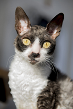 Devon Rex Cat Breed