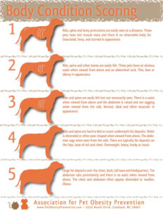 Dog Body Condition Scoring