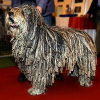 Bergamasco Sheepdog