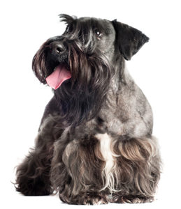 Cesky Terrier