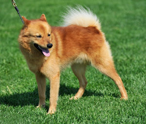 Finnish Spitz