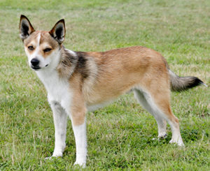 Norwegian Lundehund Norwegian Lundehund