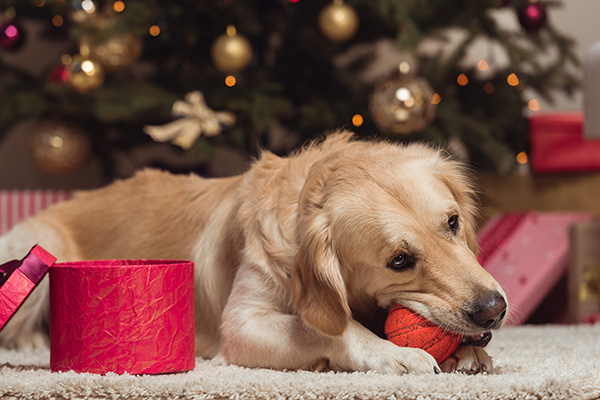 https://www.animalbehaviorcollege.com/wp-content/uploads/2019/09/Dog-Holiday-Main-Image.jpg