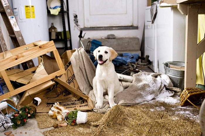 Dogs on Film - Animal Behavior College Dogs on Film - Animal Behavior College