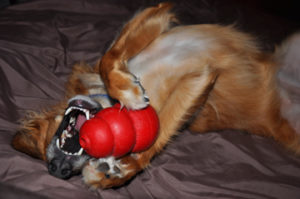 Dog With Kong Toy Dog Kong Toy
