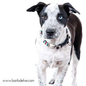 DogCollars-Bree