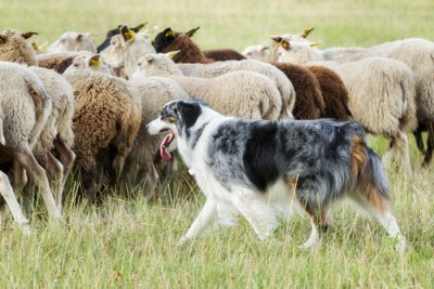 In addition to being a family member, today's dogs continue to assist humankind with a variety of tasks, including herding sheep. Photo credit: Bigandt_Photography/iStock