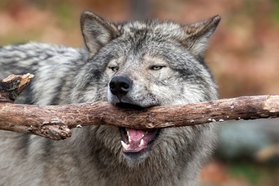 The most recent research suggests that the modern dog evolved from grey wolves that originated in China. Photo credit: Renald Bourque/iStock