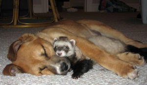 With time, your dog and new pet will live together as harmoniously as this dog and ferret do.