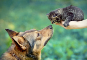 The physical introduction to a new pet should take place only after your dog has become used to her scent.