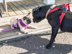 When possible, both pets—old and new—should be leashed for their first introduction in case it doesn't go as planned.