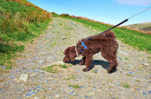 Dog Sniffing During Walks Dog Walking Tips
