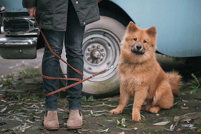 Teaching Leash Etiquette for a Positive Dog Walking Experience