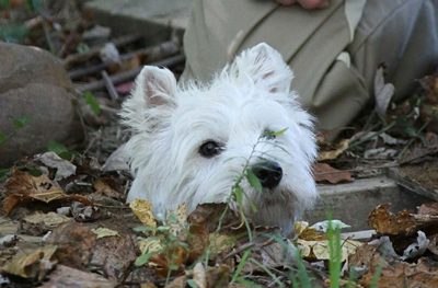 A Westie pokes his head up during an EarthDog event. Image courtesy of AKC.