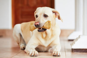 Dog Chew Dog Chew