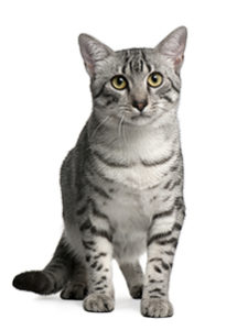 Egyptian Mau Cat Breed