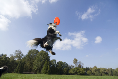 Various breeds, such as working or herding dogs, have high-activity requirements. A rousing game of fetch or fly disc, combined with daily walks, can help burn off their excess energy. Photo credit: fibena/Adobe Stock