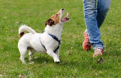 Small dogs need exercise, too! Just like working and herding dogs, many terriers need plenty of activity throughout the day. Photo credit: alexei_tm