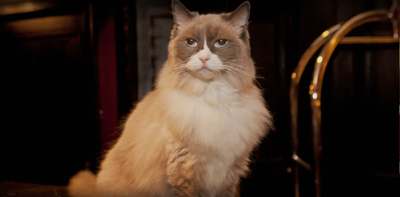 The Algonquin Hotel's current cat Matilda is a gray and white Ragdoll.