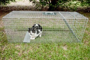 How to Trap a Feral Cat