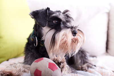 Putting your dog in a quiet room with his favorite bed and toys can help keep him calm during a noisy celebration. Photo credit: Jevtic/iStock 