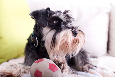 Putting your dog in a quiet room with his favorite bed and toys can help keep him calm during a noisy celebration. Photo credit: Jevtic/iStock