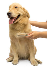 If your dog sheds profusely, regular brushing and/or combing can help keep all that loose hair to a minimum. Photo credit: pakornkrit/iStock