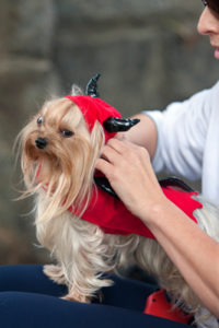 Dog Costume