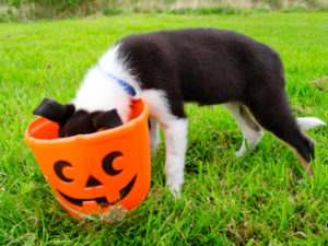 Dog Halloween
