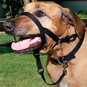 Harness and Head Collar for Dogs