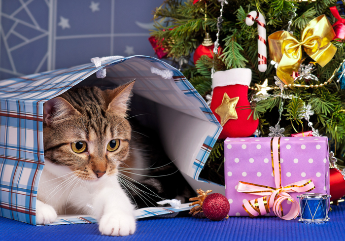 Cat Gifting Ideas for Nap Time - Animal Behavior College
