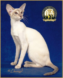 Colorpoint Shorthair Colorpoint Shorthair