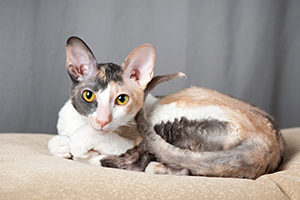 Cornish Rex Cornish Rex