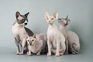 Sphynxes