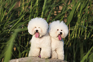 Bichon Frises Bichon Frises