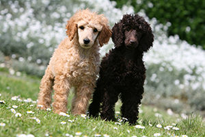 Standard Poodles