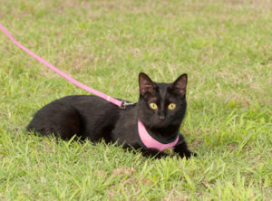 Leash Training a Cat