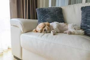 Dog on the Couch Dog on the Couch