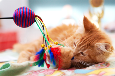 Cat Wand Toy Cat Wand Toy