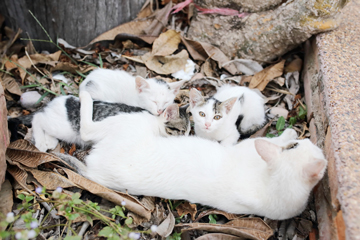 Cats Kneading