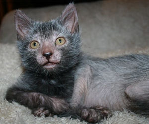 Lykoi Cat Breed