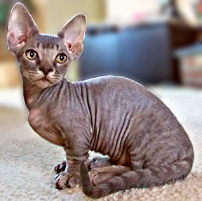 Minskin Cat Breed