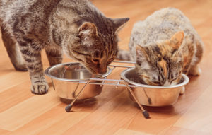 Introducing Cats Introducing Cats