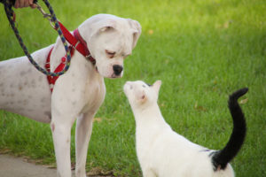 Introducing New Dog to Resident Cat