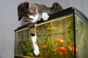 Cat on Fish Tank